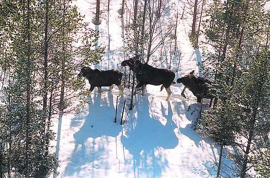 Luotettavaa tietoa. Lapissa kaipaillaan varoja hirvien säännölliseeen lentolaskentaan.