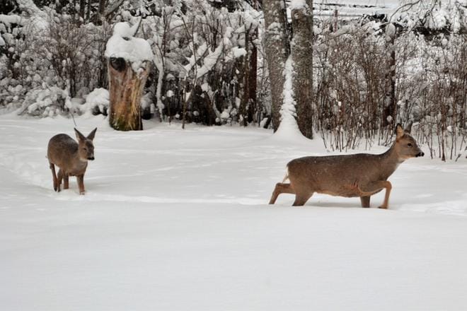 Metsäkauriit eivät pitäneet kiirettä Ristinummen rauhallisella omakotialueella. Kuvat: Heikki Ojanperä