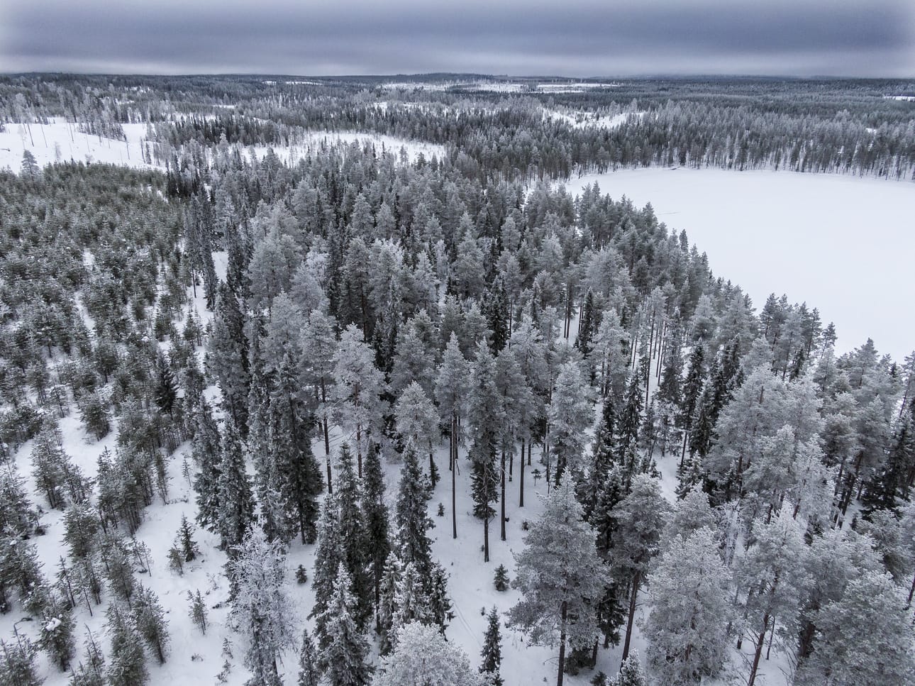 Metsän Suojelusäätiön tavoitteena on täydentää arvokkaiden metsien pysyvää suojeluverkostoa. Säätiön perustaminen on yksi Metsä Groupin toimista vahvistaa luonnon tilaa talousmetsissä ja niiden ulkopuolella.