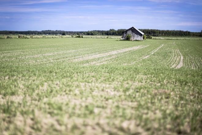 Kuivuuden aiheuttamat vahingot arvioidaan vähintään 400 miljoonaksi euroksi. Tuottajat odottavat hallitukselta nopeita ratkaisuja.