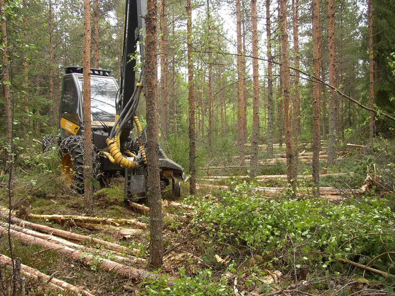 Ensiharvennuspuu käy nyt hyvin kaupaksi.