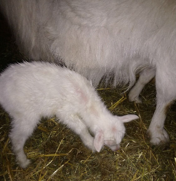 Yllätyskili voi hyvin ja maitoa riittää Josefiina-emolla.