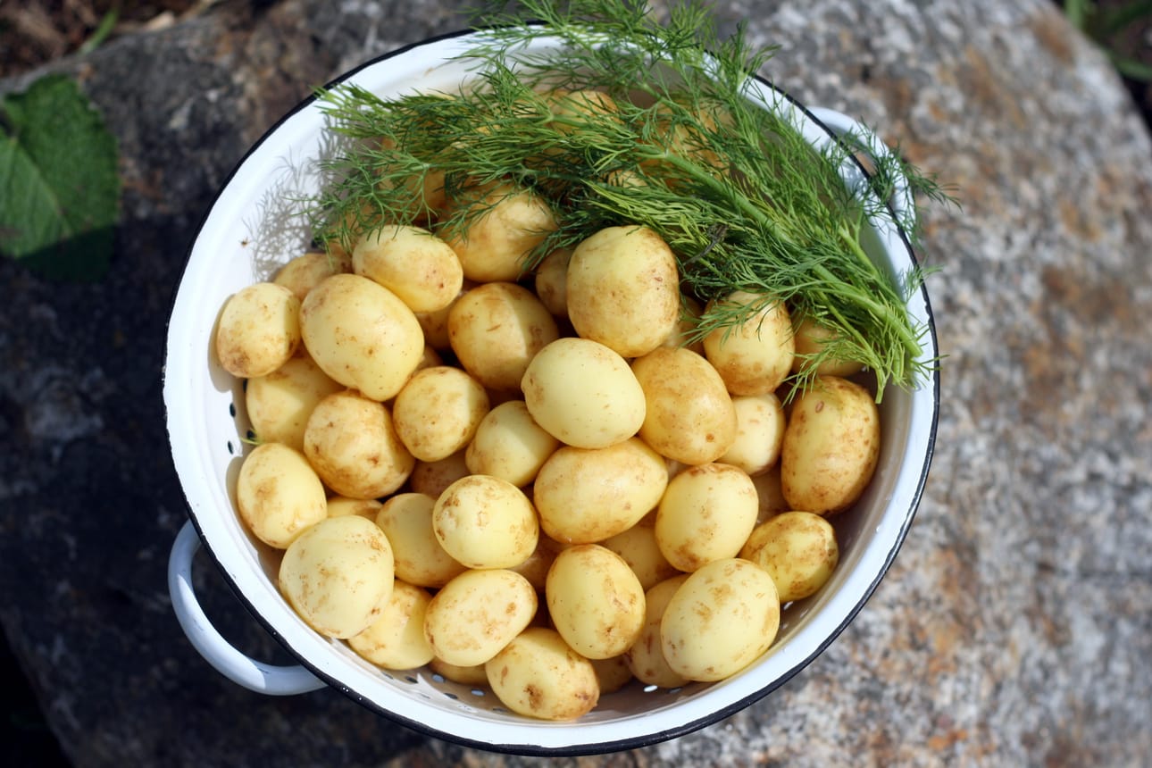 Askartele uusista perunoista alkupalat vaikka juhannuspöytään. Saaristolaistahna, kala ja uudet perunat toimivat myös rouheasti omista vadeistaan tarjoiltuna.