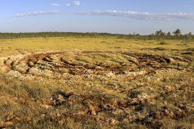 Mönkijöillä ajo on jättänyt tärkeälle lintusuolle karheat jäljet vuosikausiksi. Jos mönkijöillä on liikuttu pesimäaikaan, aiheutetun häiriön ja vahinkojen määrä on todennäköisesti suurempi. Jäljistä päätellen kyse on huviajosta, tuskin yhden maanomistajan käynnistä maillaan. KUVA: BENJAM PÖNTINEN