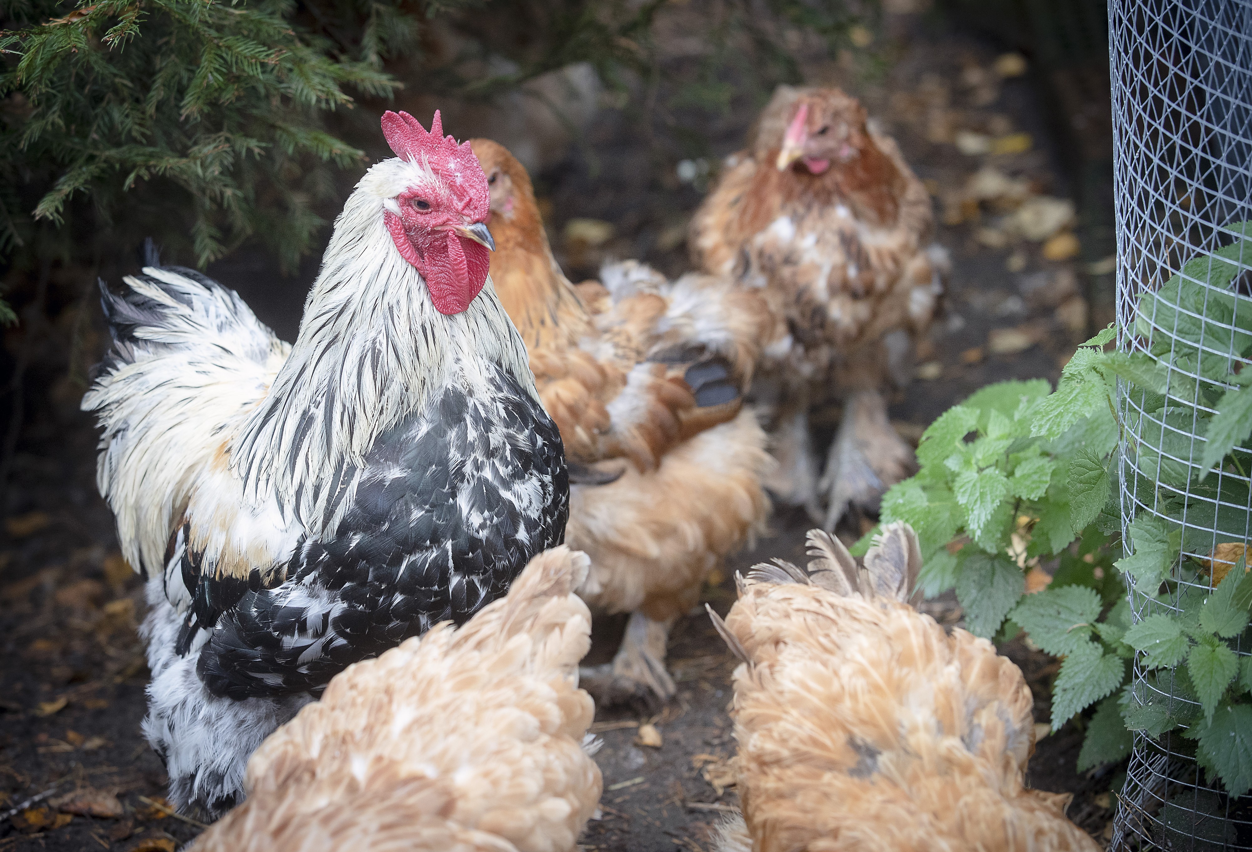Anu Mäenkoski kutsuu Pekka-kukkoa pohjoiskorealaiseksi kenraaliksi, se kun tepastelee tarhassa yhtä ylväästi jalkojaan nostellen.