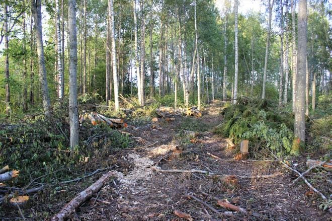 Metsäkoneen tekemät urat halkaisevat Peruksen Storholmenin saarta, jossa aloitettiin puun kaadot viime viikolla. KUVA: MINNA ZILLIACUS