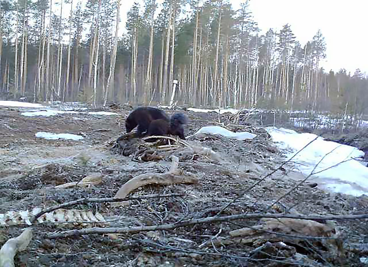 Ahma tallentui Pasi Suotulan riistakameraan viime talvena Tyrnävällä. Ahmanaaraalla oli kaksi poikasta. Ahmoja voi nykyään tavata eteläisintä Suomea myöten. Oulun seudulla ei ole kovin paljon ahmahavaintoja tehty.