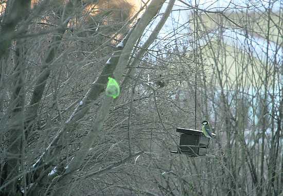 Pientä purtavaa. Lintujen talviruokinta on vähentynyt.
