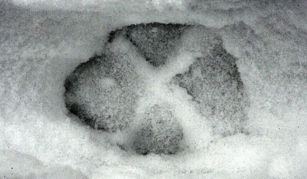 Suden kannanhoidollista metsästystä kokeillaan kaksi vuotta.