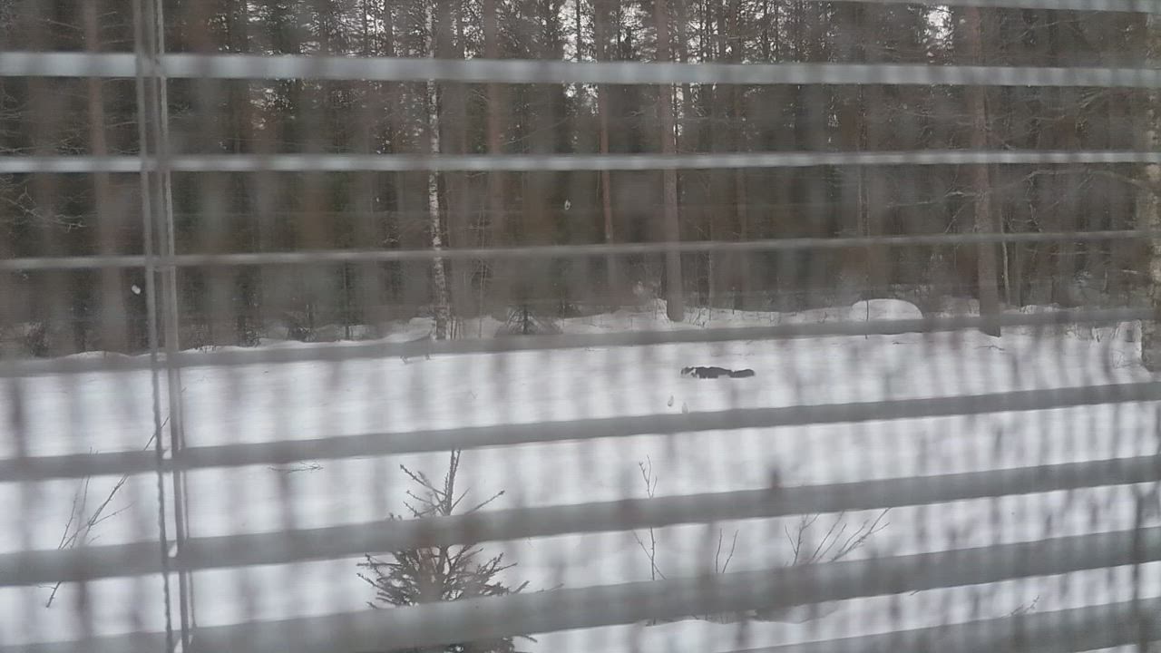 Jänö tekee tuttavuutta kissan kanssa