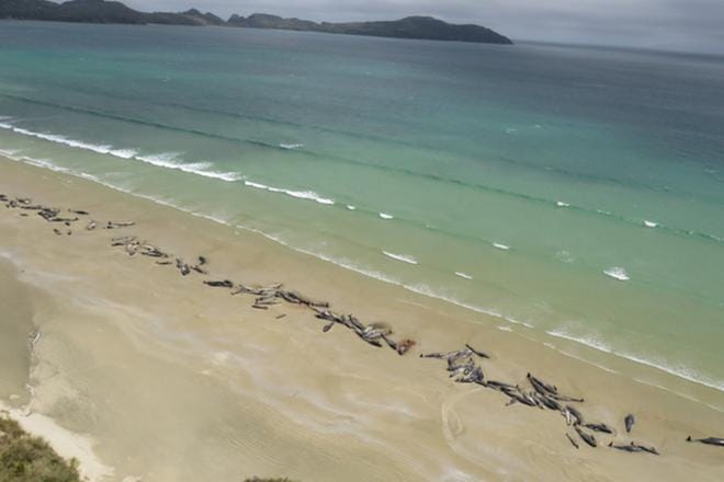 145 pallopäävalasta ajautui Uudessa-Seelannissa rannalle. Viranomaiset tekivät "sydäntäsärkevän" päätöksen ja lopettivat elossa olevat eläimet. KUVA: New Zealand Department of Conservation/EPA