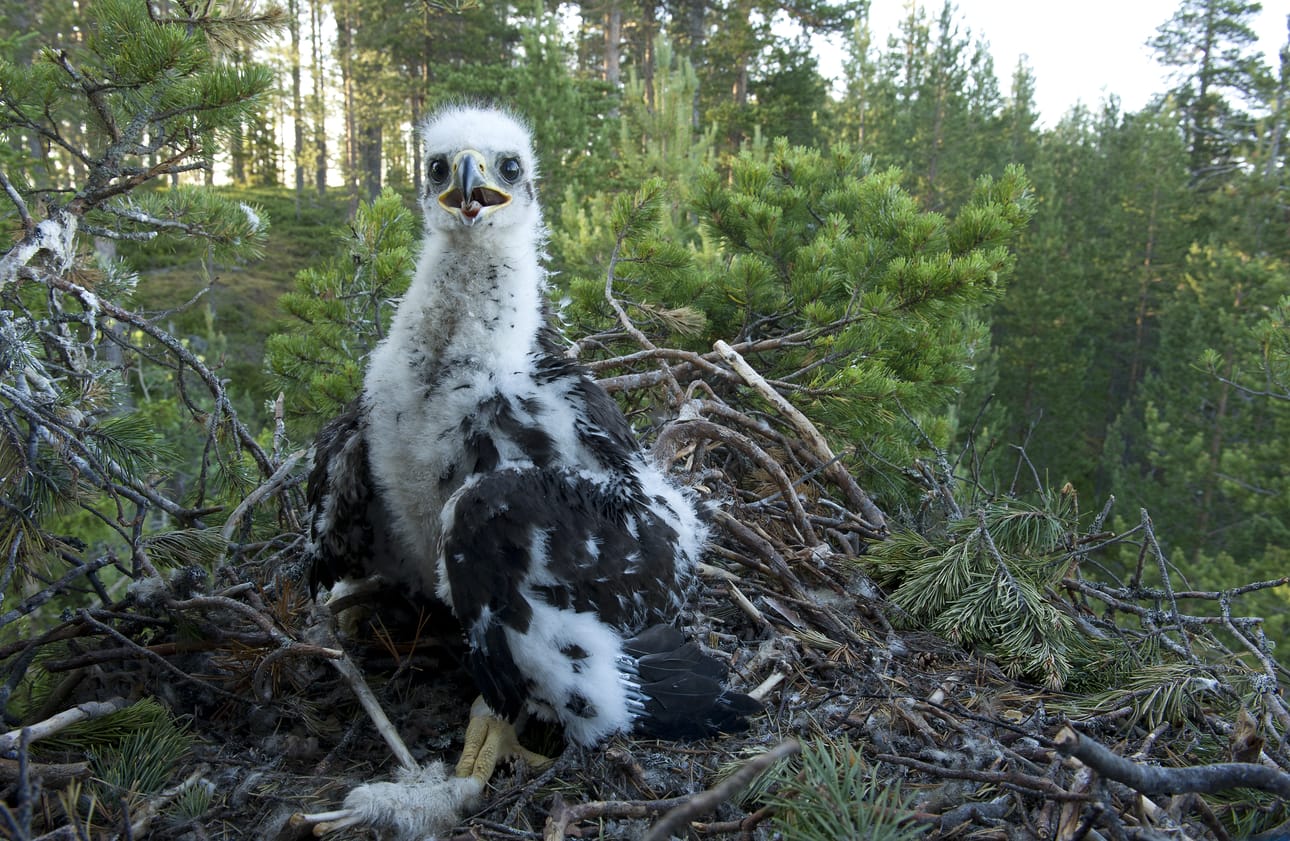 Kuusamolainen maakotkanpoika oli kasvanut jänispaisteilla kuusiviikkoiseksi. Huono kanalintuvuosi jätti kuitenkin useimmat maakotkan pesät tyhjiksi tänä kesänä.