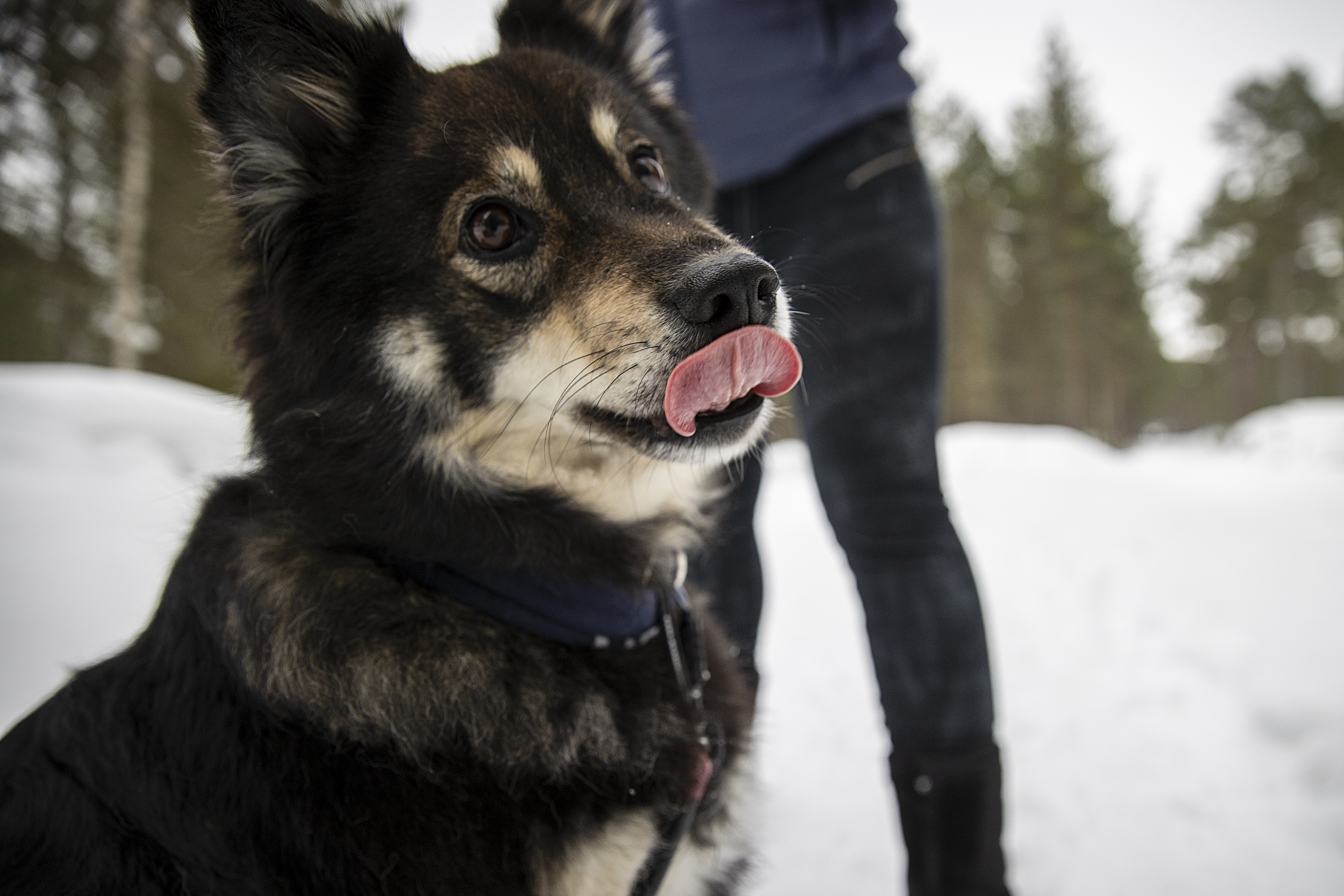 Rantalakeus juhlistaa koiranpäivää! Katso lukijoiden upeat otokset omista koiraystävistään