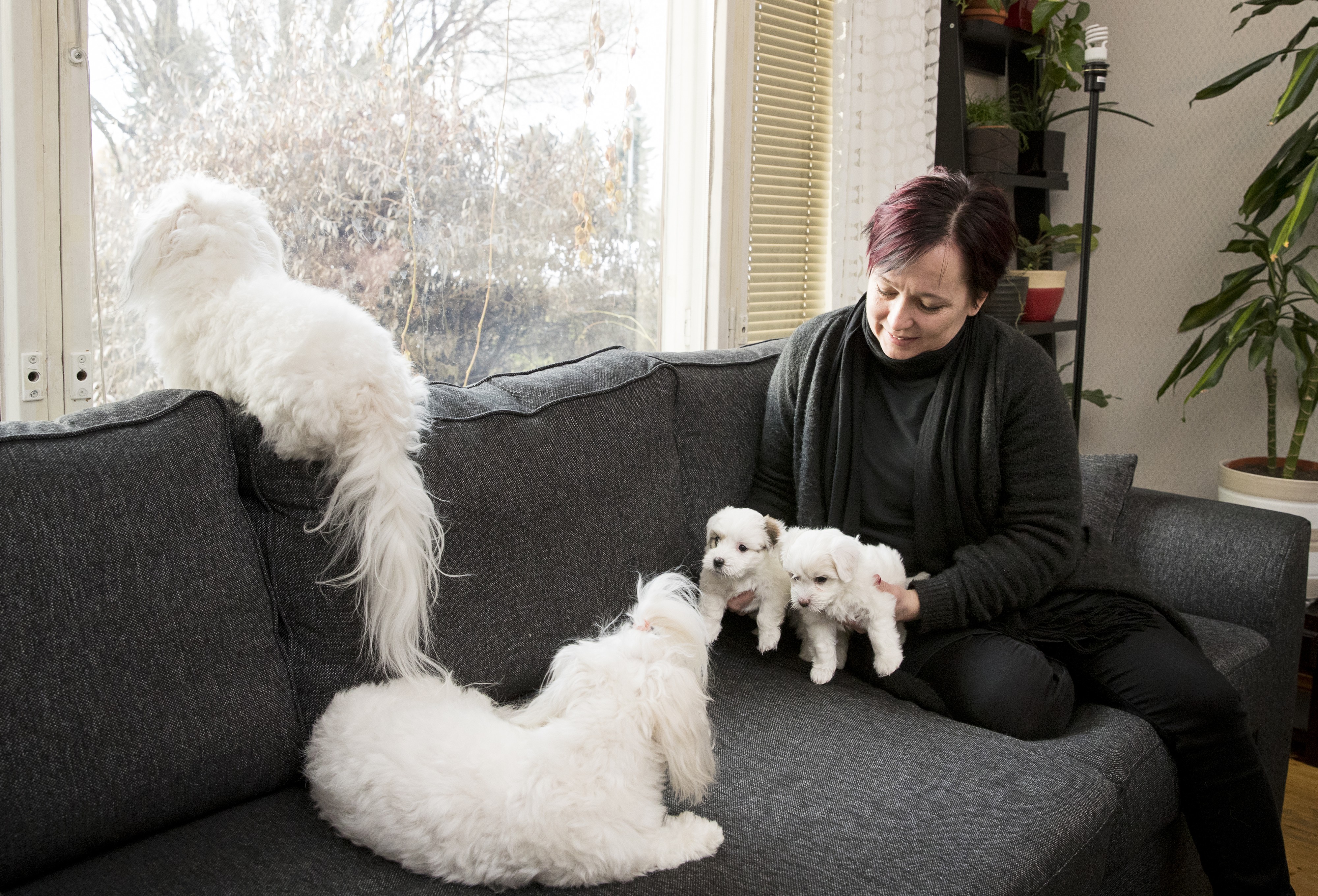 Essi Vallen kotona pyörii koiria, vaikka hän on allerginen.