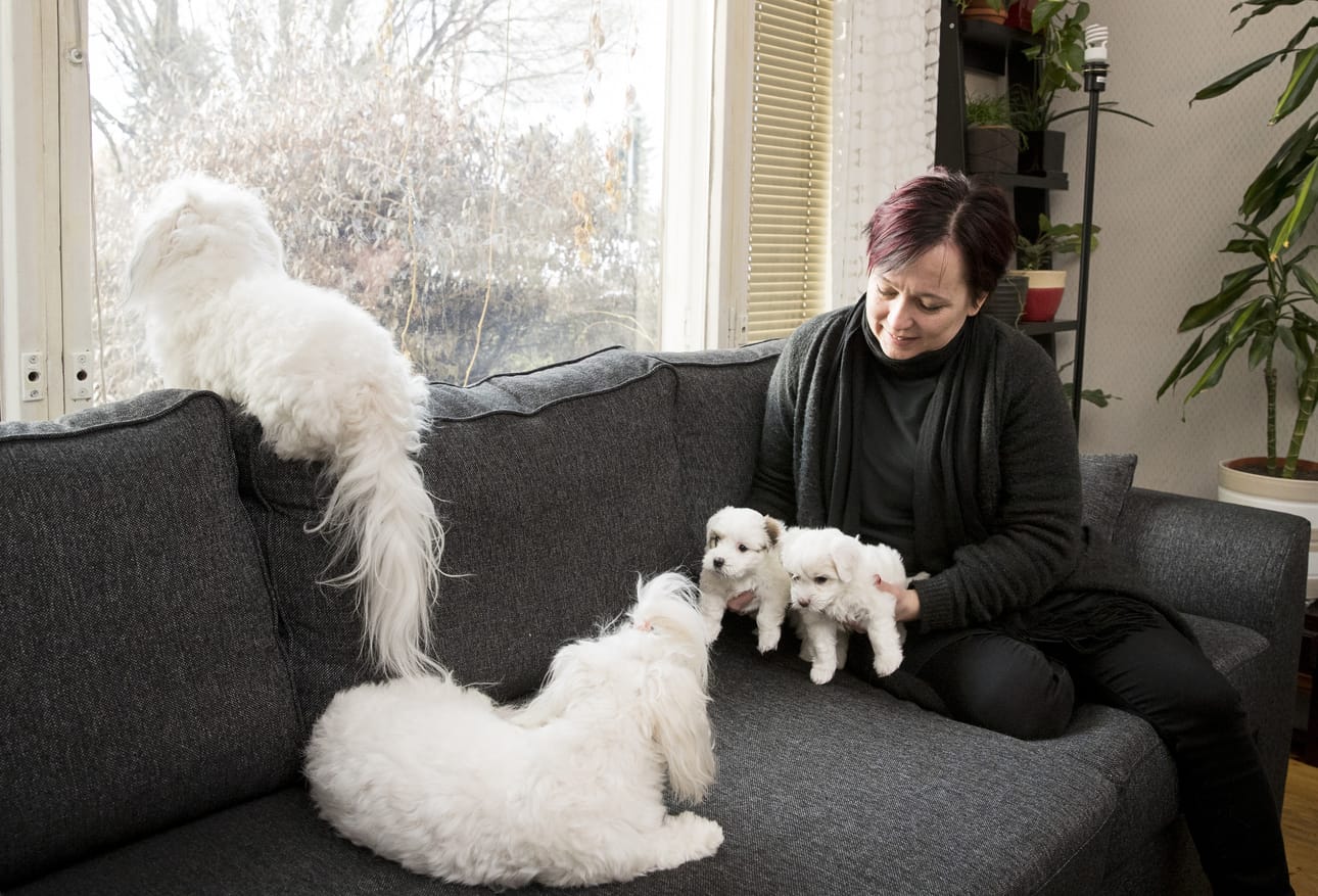 Essi Vallen kotona pyörii koiria, vaikka hän on allerginen.