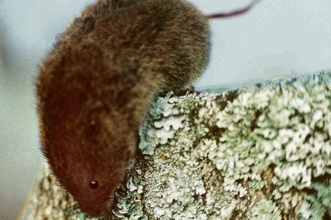 Myyräkannat vaihtelevat sykleissä ja huippuja seuraa tyypillisesti kannan jyrkkä lasku. ARKISTOKUVA: JOUKO HÄNNINEN