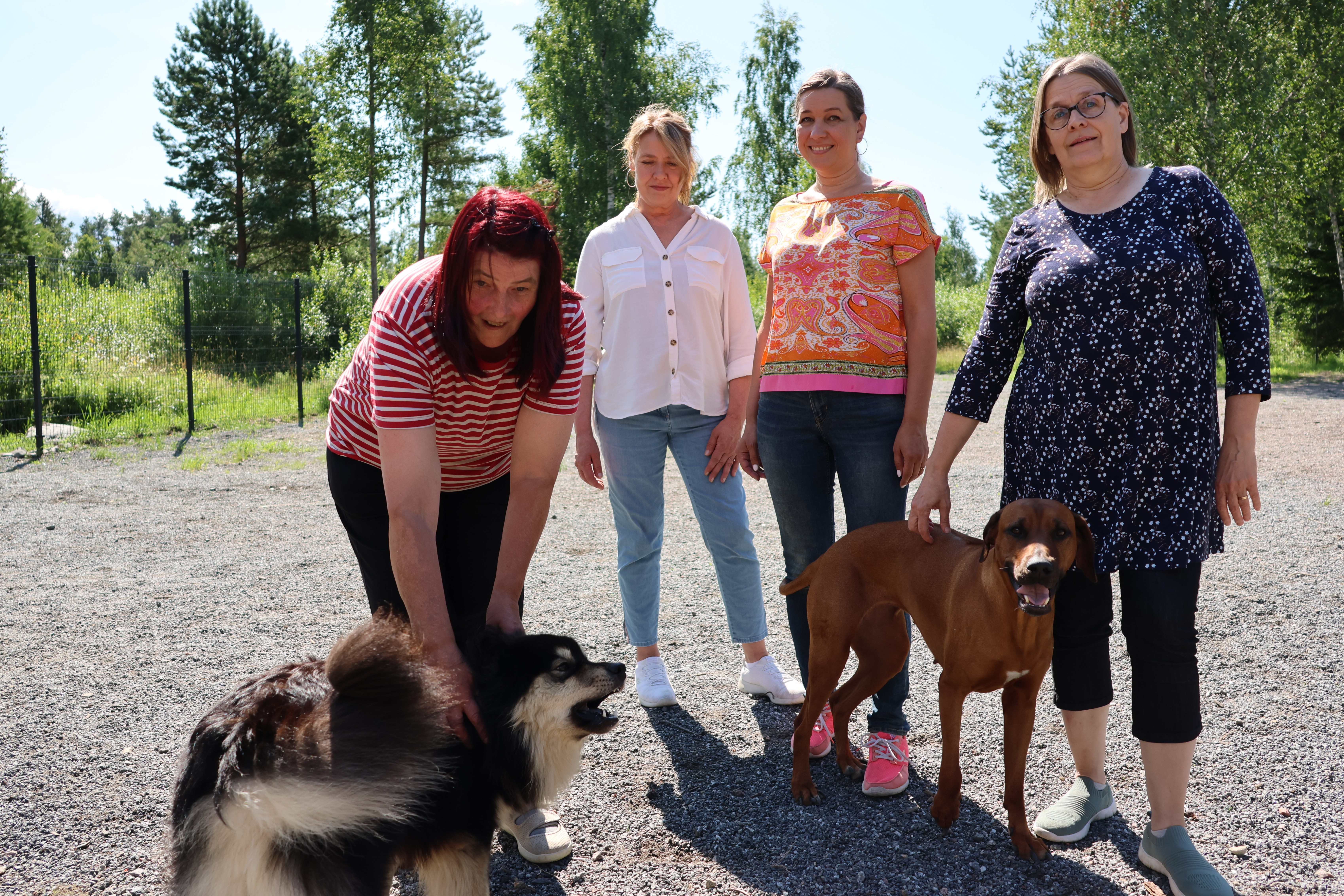 Kauan kaivattu koira-aitaus on nyt valmis Kaskisissa – "Meinattiin jo laittaa hanskat tiskiin"