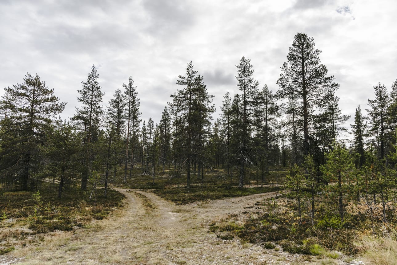 Vanhoja soramonttujen pohjia, metsäteitä ja porojen tallomia polkuja on alueella paljon.