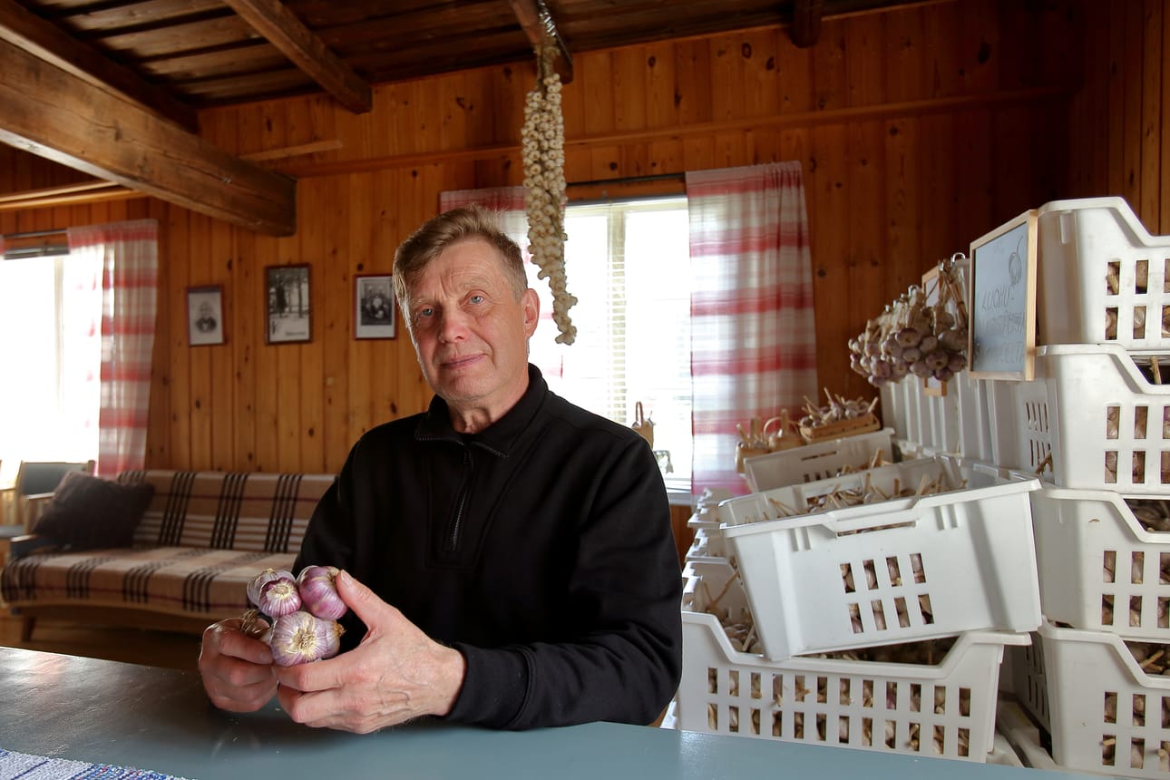 Kesän runsas luomuvalkosipulisato on kasattu astioihin Pikku-Pirilän tuvan seinustalle. Matti Kuorilehto on tyytyväinen, kun vuosien kokeilu lopulta antaa hyvä sadon – ja säätkin olivat viljelylle suosiolliset.