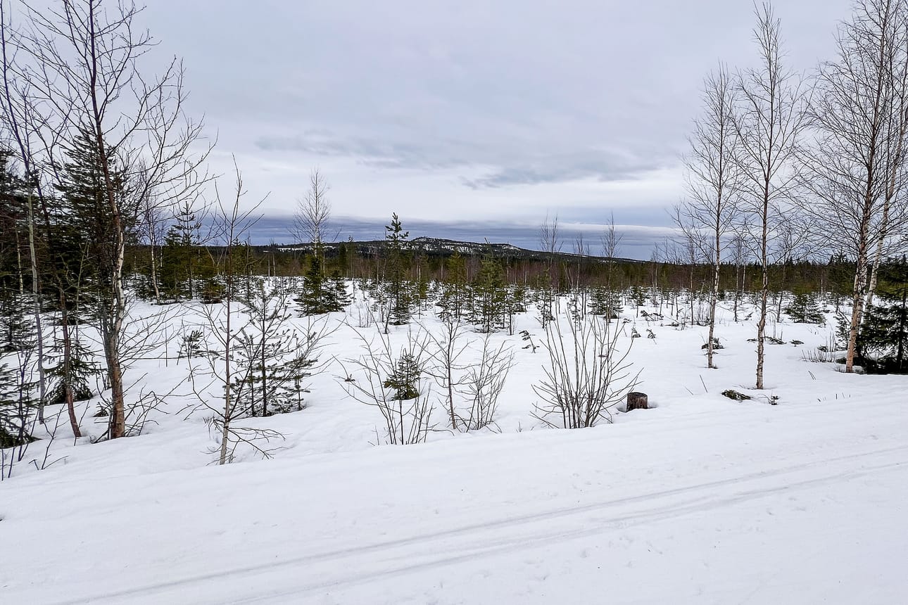 Reväsvaaran tuulivoimalat näkyisivät moneen suuntaan Länsi-Lapin vaaramaisemissa. Kuvassa Reväsvaara siintää Ylitornion Ainiovaaran hiihtoladulta katsottuna.