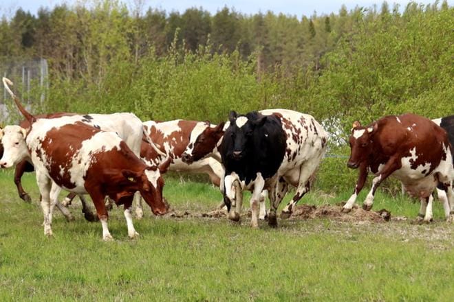 Huhtalan tilalla on totuttu ulkopuolisiin. Pari viikkoa sitten iso joukko ihmisiä – lähinnä lapsiperheitä – pääsi todistamaan hetkeä, jolloin lehmät kirmasivat navetasta heinikolle parin kuukauden sisälläolon jälkeen. KUVA: ANU NAHKALA