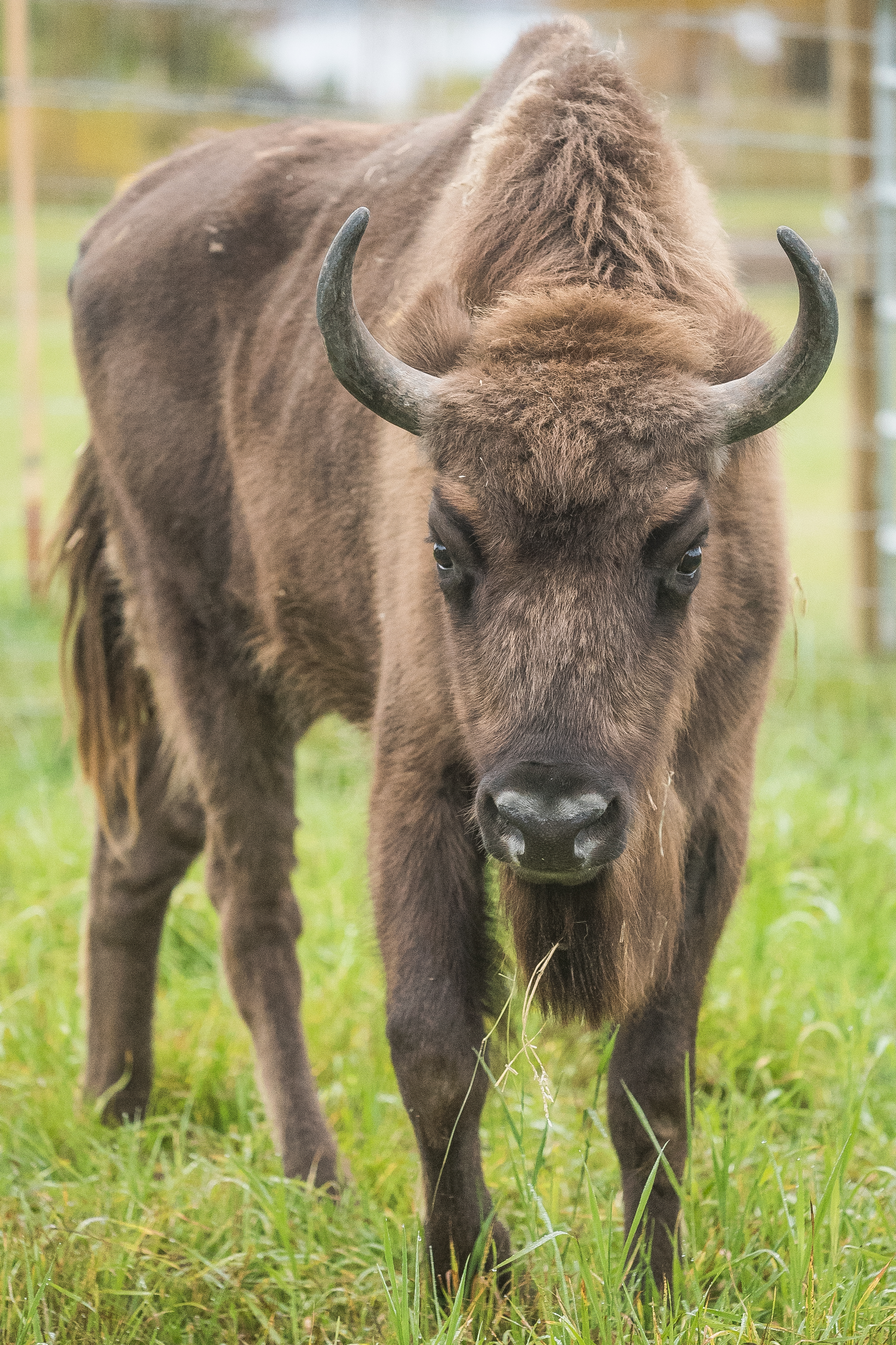 Kuusamon visenteillä on edessään ensimmäinen kesä Koillismaalla.        European Bisons, the wisents, moved to Kuusamo last fall and are now enjoying their first summer here. You can see them at the Kuusamon Visenttipuisto.