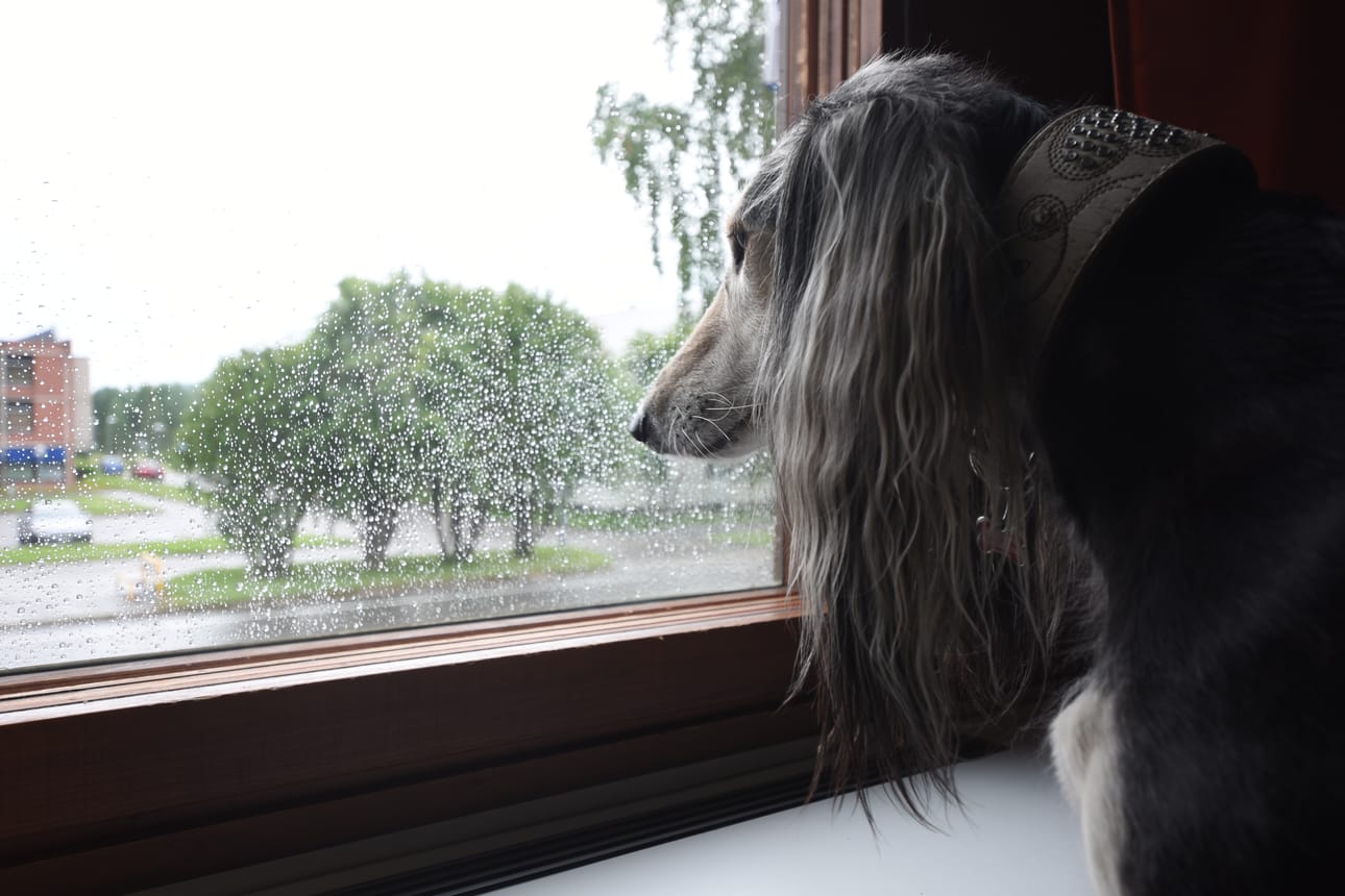 Shotti-koira ei pelkää jyrähtelyä, mutta pysyttelee silti mieluummin sisätiloissa ukkoskuuron aikana.