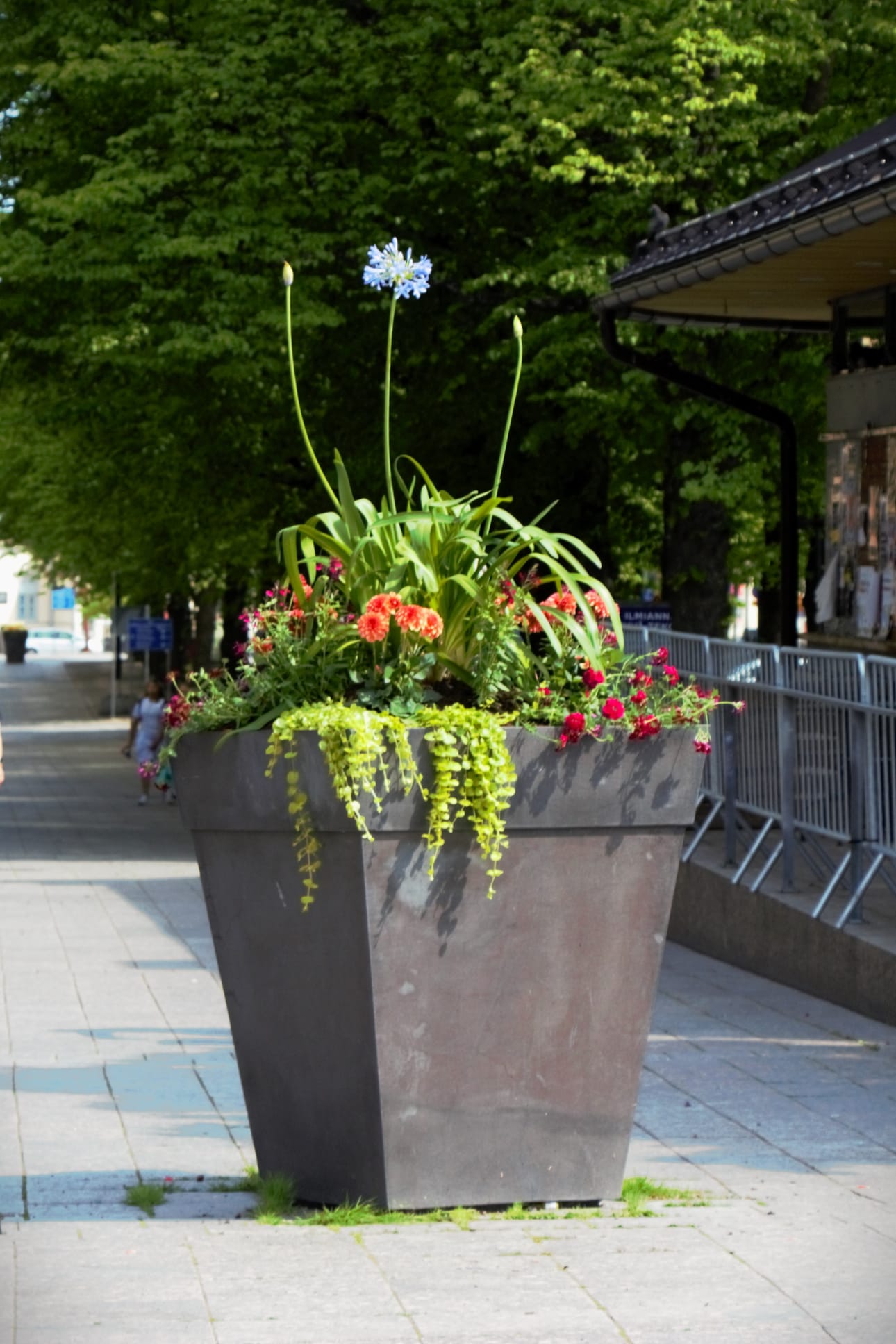 Hovioikeudenpuistikolla on korkeita, näyttäviä kukka-asetelmia.