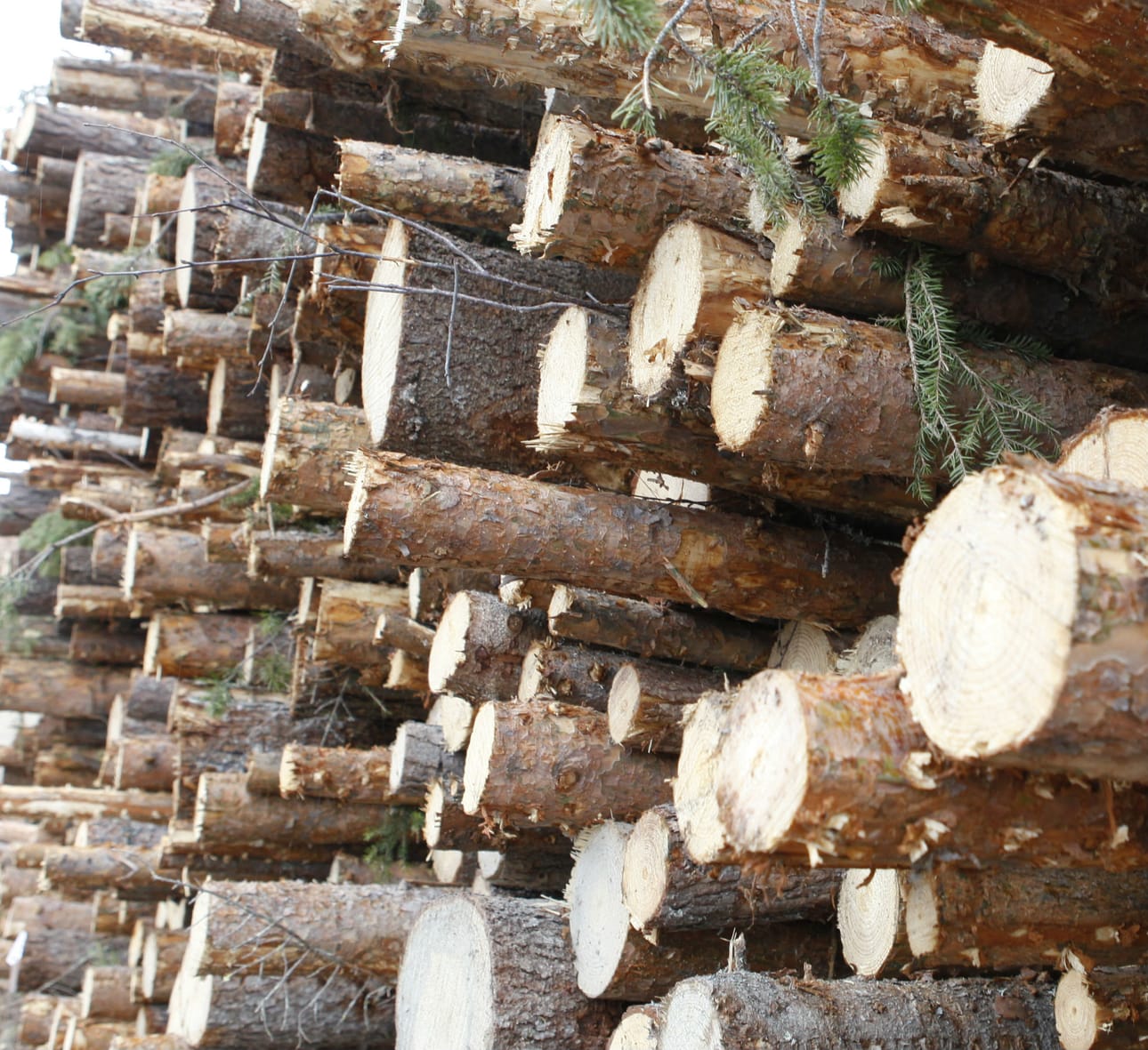 Puuta tuotaisiin Paltamon sellutehtaalle sadan kilometrin säteellä.