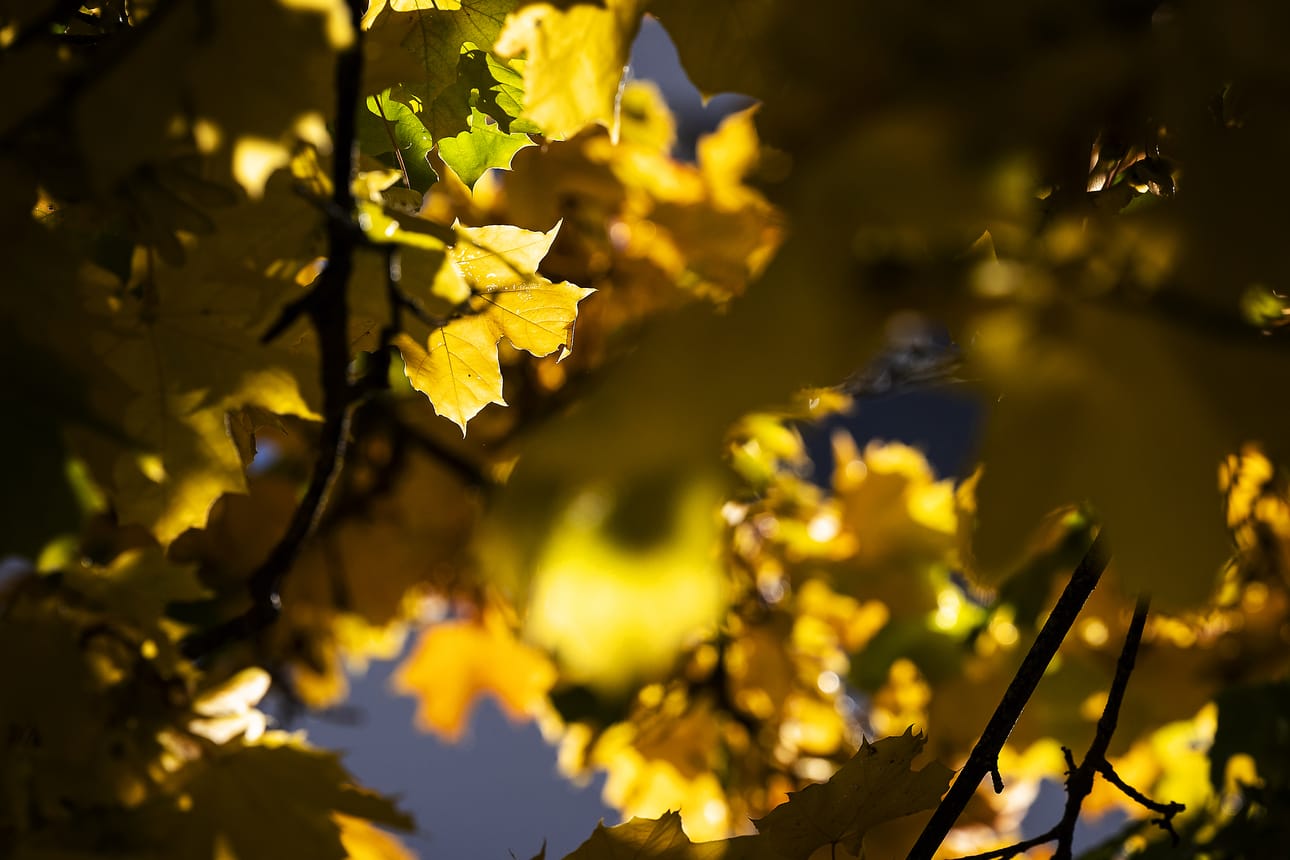 Aurinko kultaa vaahteran lehdet.