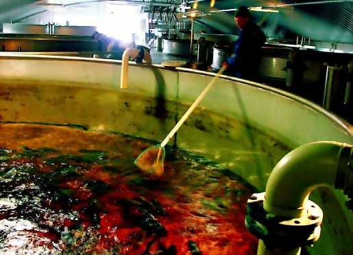 Kova kasvu. Harvinaisen nieriäkannan suurin erikoisuus on ollut poikkeuksel lisen raju kasvu. Kalastusmestari Matti Karjalainen haavii tutkimuskaloja Taivalkosken laitoksella.