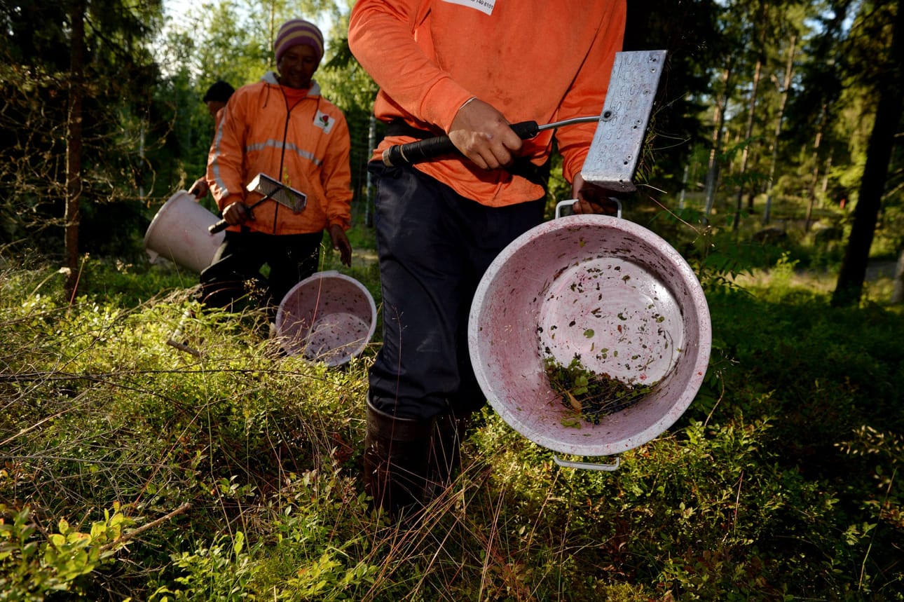 Suomen maahanmuuttovirasto on myöntänyt työntekijän oleskeluluvan 900 poimijalle. Kuvituskuva. LEHTIKUVA / MIKKO STIG