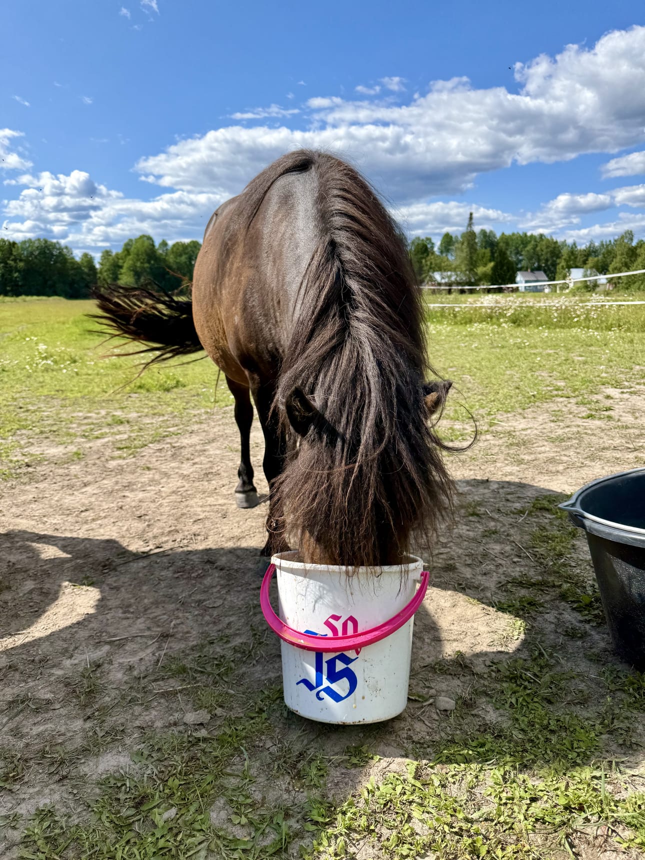 Aurinkoisia kesäpäiviä Jurvan Sanomien lukijoille! Ole sinäkin kuin Kerttu-poni ja nauti auringosta ja herkuista täysin rinnoin! Kerttu on Amelia Alhon poni ja laiduntaa Kirkonkylällä.