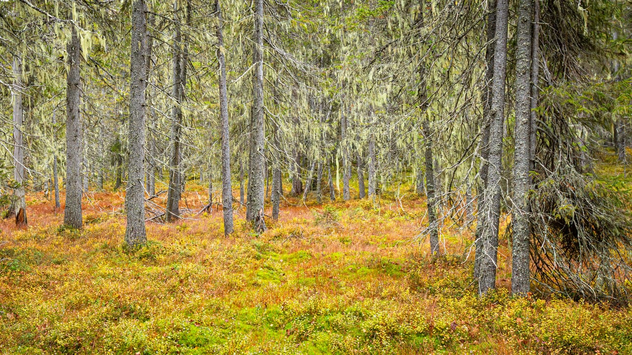 Murhisalossa saa kesälläkin ihailla kuusia, jotka ovat pukeutuneet valkoiseen. Korpiluppo viihtyy Murhisalossa erinomaisesti.