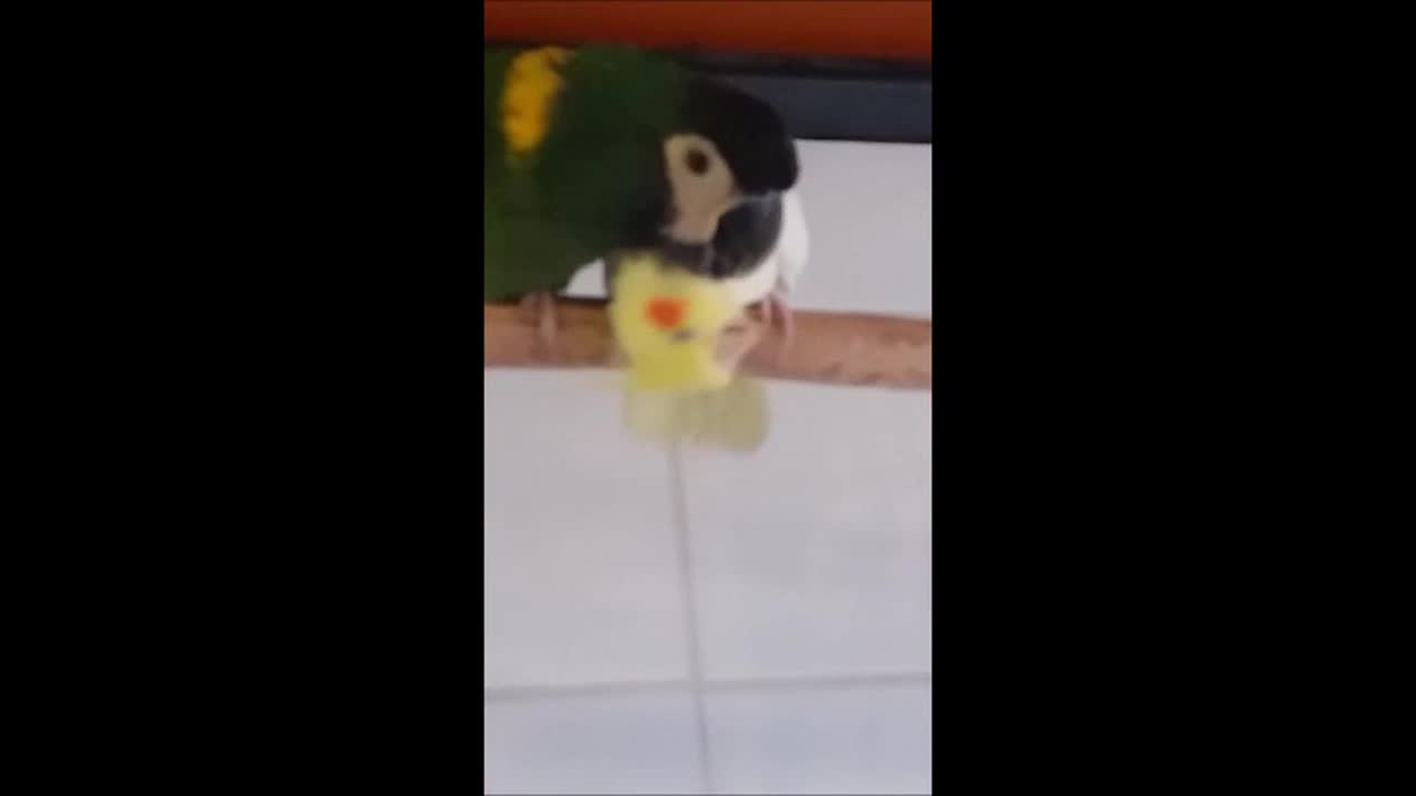 Joikuara Uuno hellii neitokakadua