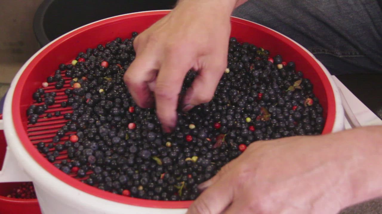 Katso video: Metsämarjoja kertyy kymmeniä ämpärillisiä, kun mättäille lähtee melkeinpä päivittäin