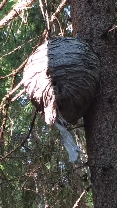 Suuri ampiaispesä Sanginjoen metsässä