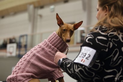 Raahessa järjestettiin lauantaina suuren mittakaavan koiranäyttely – katso kuvat iloisista hännänheiluttajista