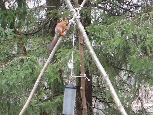 Orava keksii konstit