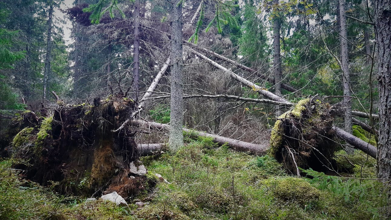 Vaasan Pilvilammen metsien vanhat kuuset ovat alttiita tuuli- ja myrskytuhoille.