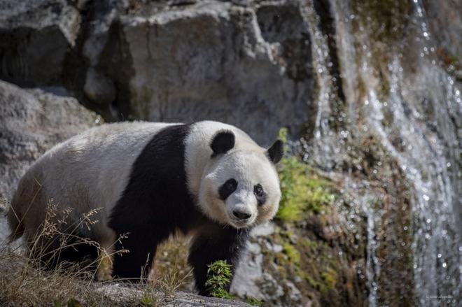 Lumi eli Jin Baobao on toinen Ähtärissä pian vuoden viettäneistä jättiläispandoista. Äärimmäisen uhanalaisen lajin sijoittamisesta maksettavaa korvausta käytetään Kiinassa suojeluun, johon uusi jättikansallispuisto tuo lisää selkärankaa.