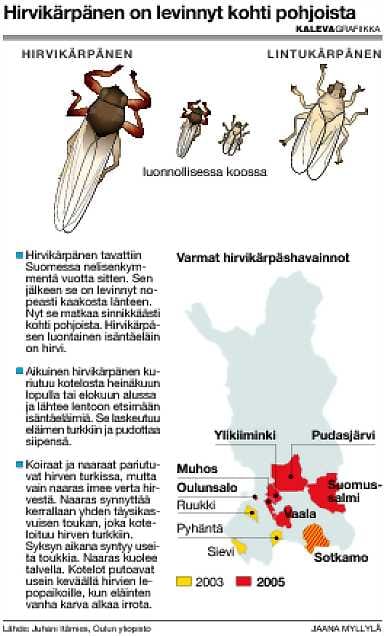 Suojaan hirvikärpäsiltä. Erämies Ilkka Jääskeläinen suojautuu hirvikärpäsiltä hyönteishupulla.