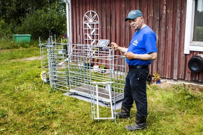 Reino Louko esittelee karitsaporttia. Puolia säätämällä voidaan rajoittaa karitsan pääsyä toiselle puolelle sen koon mukaan. Takana on lampaiden puntari. KUVAT: JAAKKO SUORSA