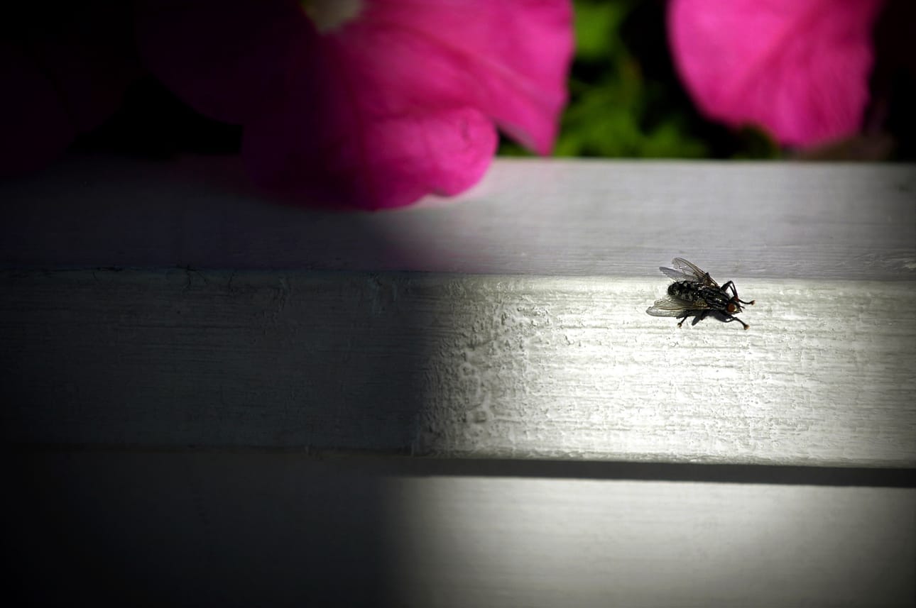 Kärpäset kuuluvat kesään, mutta kaikki eivät halua niitä sisätiloihin. Teemme juttua siitä, mitä vanhoja konsteja ihmisillä on käytössään hyönteisten karkottamiseen.