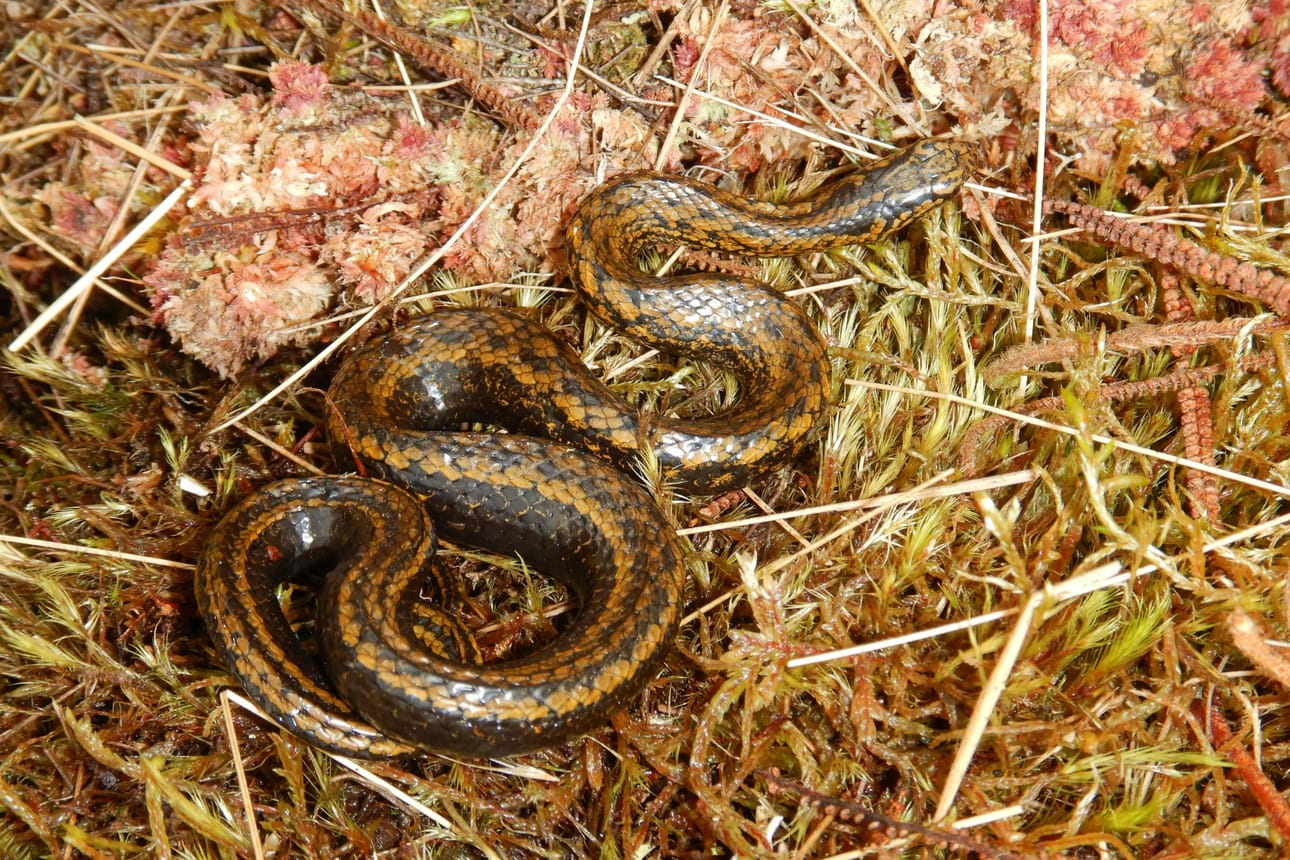 Käärmeen tieteellinen nimi on Tachymenoides harrisonfordi. Näyttelijä ikuistettiin tieteelliseen nimeen, koska hän on ollut aktiivisesti mukana luonnonsuojelutyössä. LEHTIKUVA/AFP