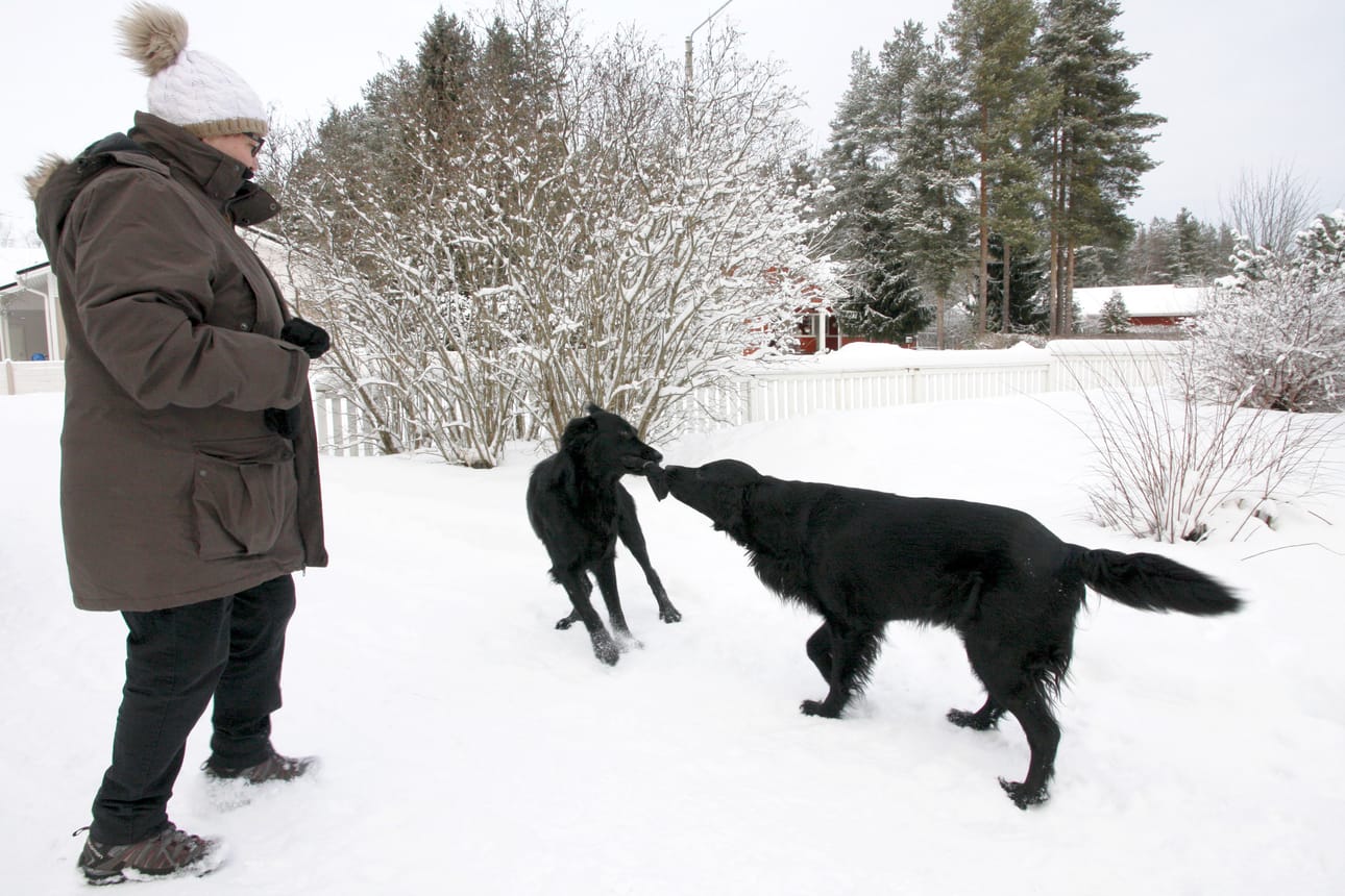 Raija Gärding sanoo, että ohjaajan ja koiran suhteen tulee olla kunnossa. Koiran perustarpeet täytyy tyydyttää. Koira vaatii myös ehdotonta oikeudenmukaisuutta.