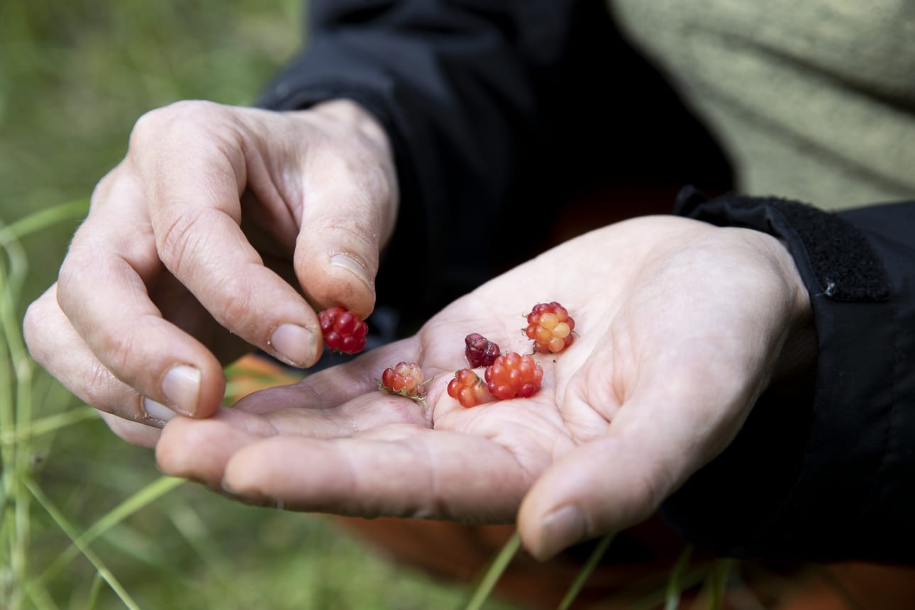 Annikka Kujalan isä Esko Kujala muistaa keränneensä litrakaupalla mesimarjoja viimeksi sota-aikana. Tänä kesänä mesimarjoja on kuitenkin olut kohtuullisesti.