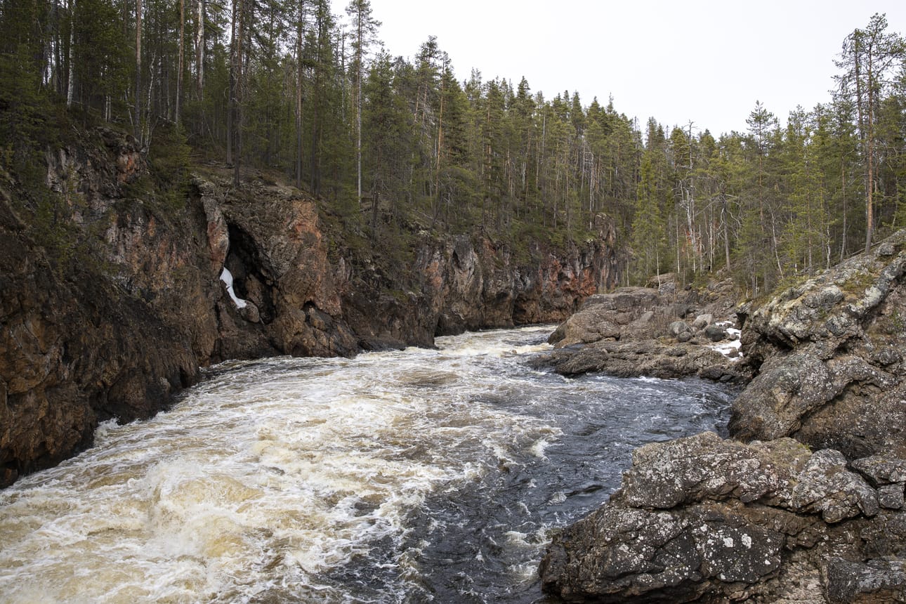 Oulankajoki laskettelee Kiutaköngästä pitkin kohti Paanajärveä, tänä keväänä keskimääräistä tulvaa rauhallisemmin.