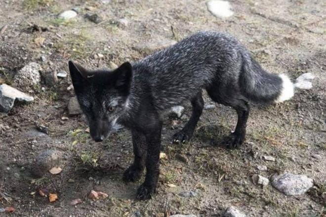 Kesyyntynyt kettu asteli rakennustyömaalle Lapualla. KUVA: ELÄINHOITOLA HEPOKATTI KY