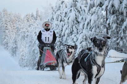 "Muutamalle koiralle puin tossut ennaltaehkäisyksi" – taivalkoskelaisen Anu Suomalaisen valjakko toiseksi Posion Pyrähyksessä, tähtäin SM-kisoissa